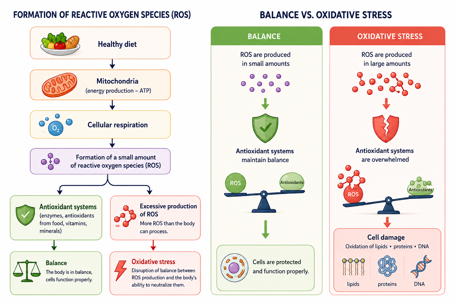 Oxidative stress — diagram